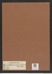 Coscinodiscus marginato-lineatus A. Schm. (de-Toni-Nr.: Genus 202, Species 4901) Zeichnungen Sammlung Grunow Mappe 04733 (Herbarium_W_Grunow_drawings_Folder_04733)